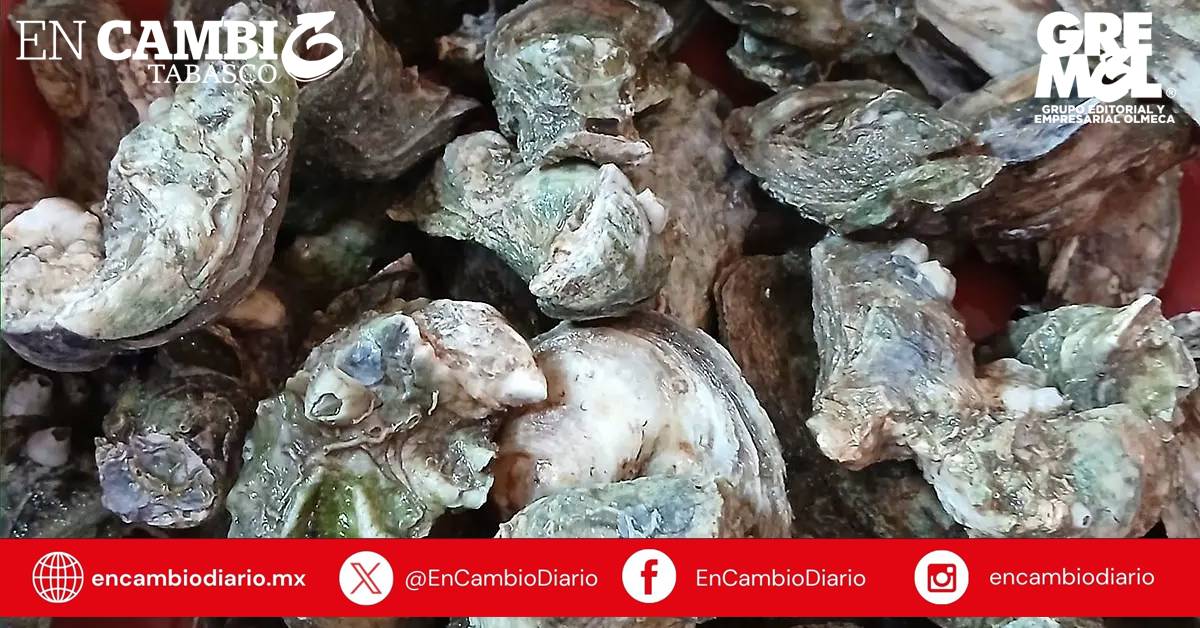 Inicia veda del ostión en Tabasco; se extenderá hasta el 1 de junio