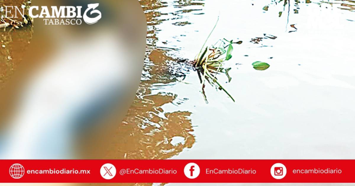 Manatíes siguen en peligro por contaminación en Macuspana (1)