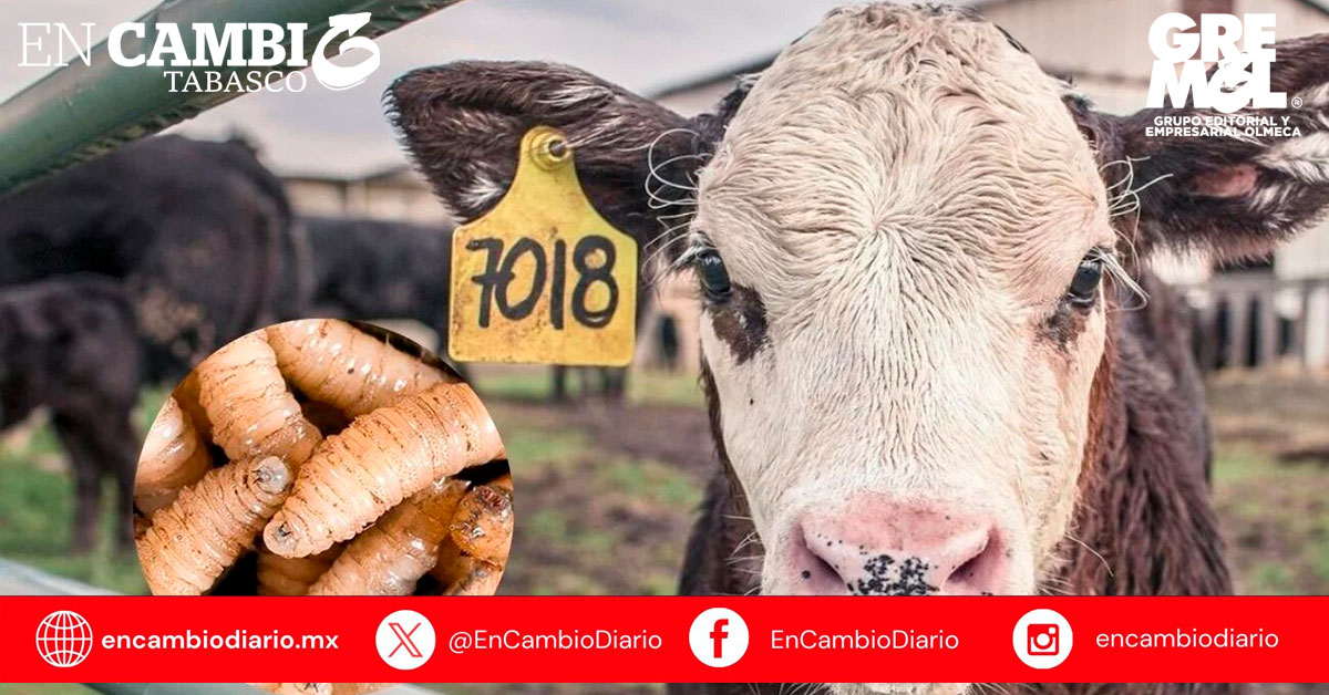 Suma Tabasco 250 casos de gusano barrenador del ganado; confirman presencia en nueve municipios