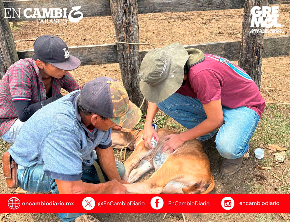 Suma Tabasco 250 casos de gusano barrenador del ganado; confirman presencia en nueve municipios