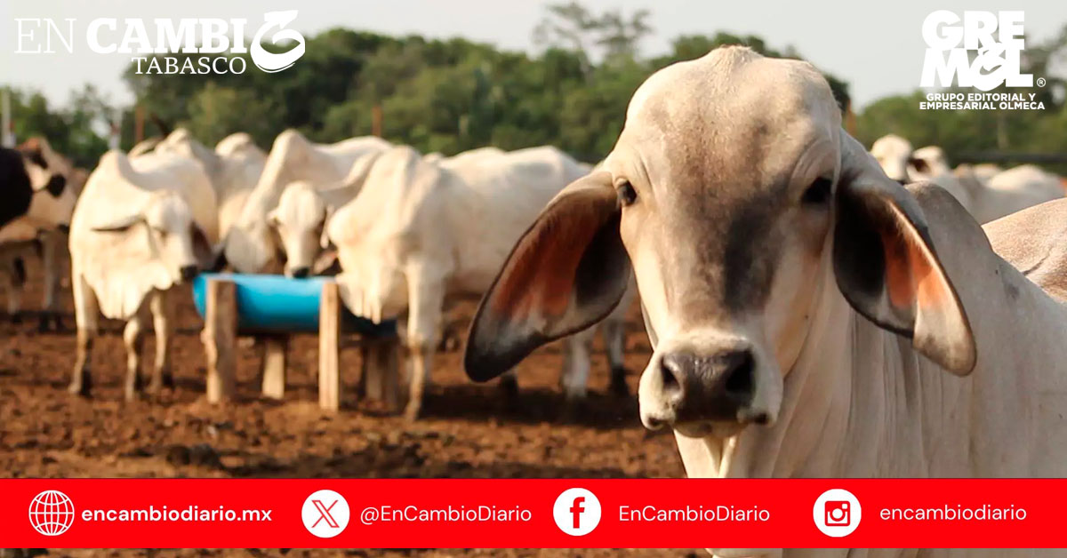 Ganaderos de Tabasco denuncian muerte de ganado por retrasos en la supervisión fitosanitaria en Veracruz