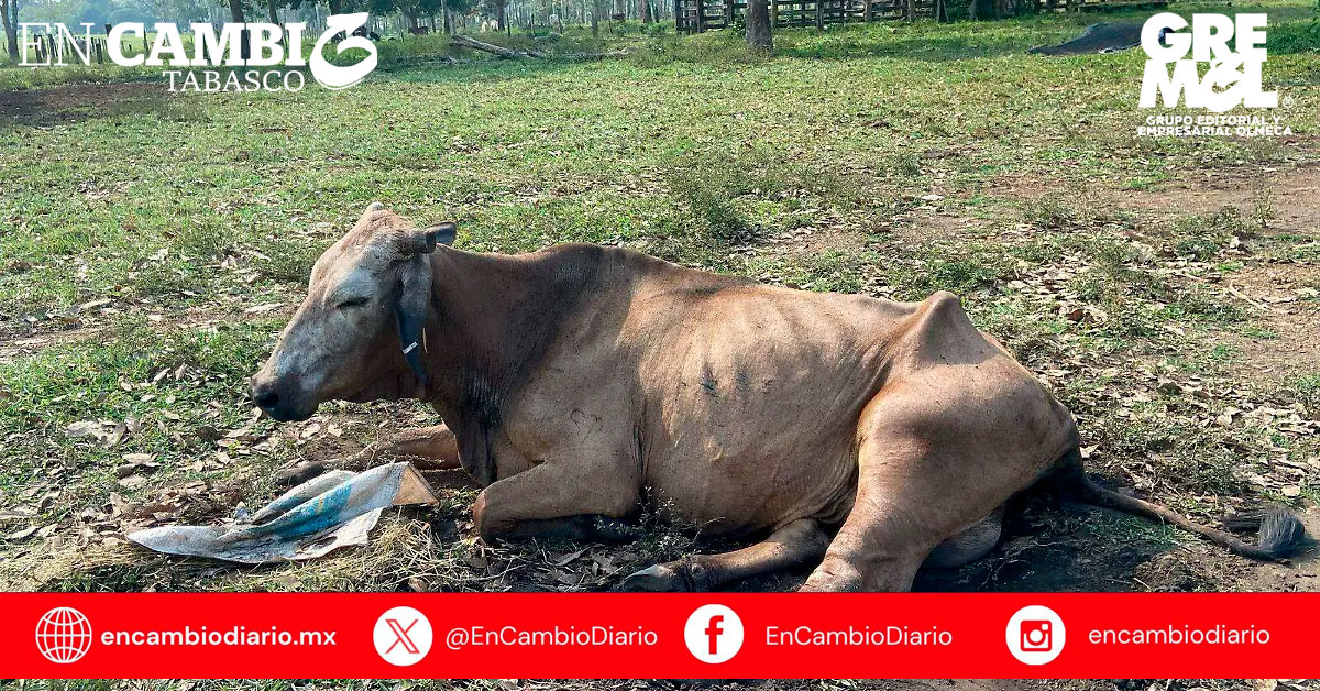 Tabasco registra 11 nuevos casos de gusano barrenador del ganado, sumando un total de 303