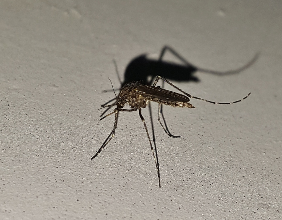 Chiapas y Tabasco unen fuerzas contra el dengue