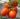 Secretarías en desacuerdo con arancel al tomate: Economía y Agricultura consideran injusta la medida