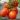 Secretarías en desacuerdo con arancel al tomate: Economía y Agricultura consideran injusta la medida
