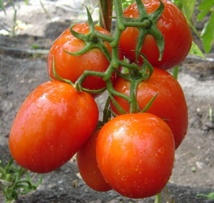Secretarías en desacuerdo con arancel al tomate: Economía y Agricultura consideran injusta la medida