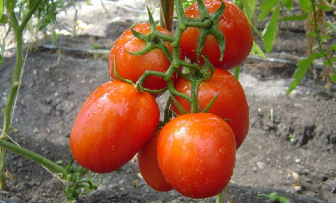 Secretarías en desacuerdo con arancel al tomate: Economía y Agricultura consideran injusta la medida