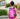 puede mi hijo faltar la ultima semana de clases