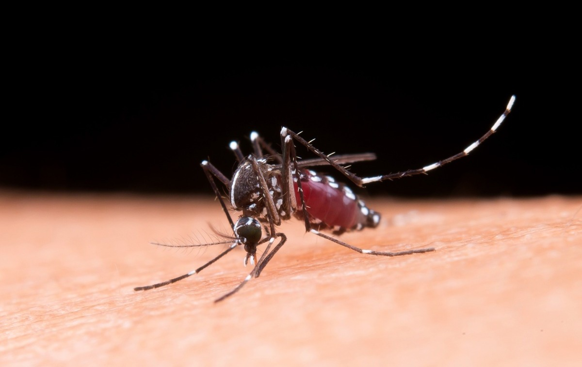 Disminuyó 89% casos de Dengue en Tabasco