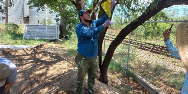 Sader coloca 900 trampas para gusano barrenador: ¡Alerta ganadera!