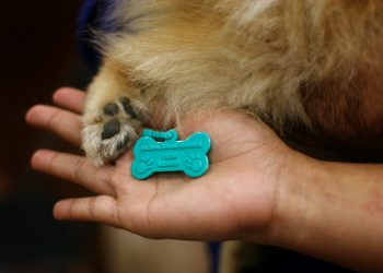 Inicia el 12 de septiembre campaña de vacunación antirrábica y esterilización de mascotas en Tabasco