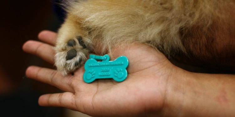 Inicia el 12 de septiembre campaña de vacunación antirrábica y esterilización de mascotas en Tabasco