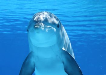 Permitido el nado con delfines según SEMARNAT