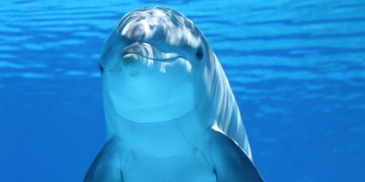 Permitido el nado con delfines según SEMARNAT