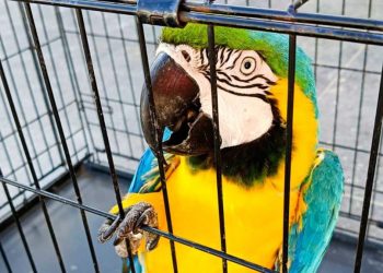 Bajo resguardo de Profepa siete animales exóticos asegurados en Altozano