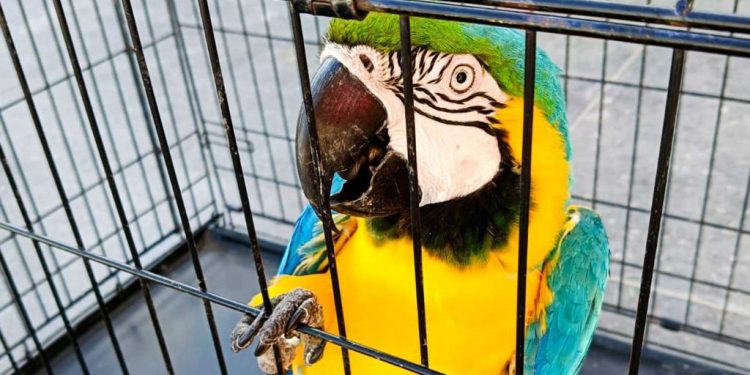 Bajo resguardo de Profepa siete animales exóticos asegurados en Altozano