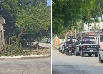 Adultos mayores detenidos por podar mata de huaya en Chetumal