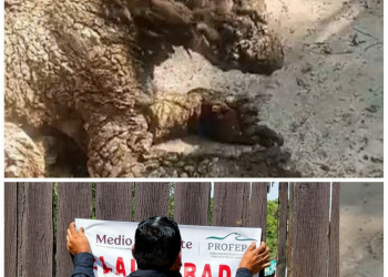 Cierran Parque La Pastora por negligencia