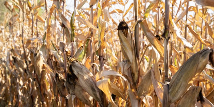 El agro de rodillas ante grupos empresariales