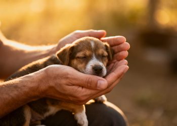 Dónde reportar maltrato animal en Villahermosa
