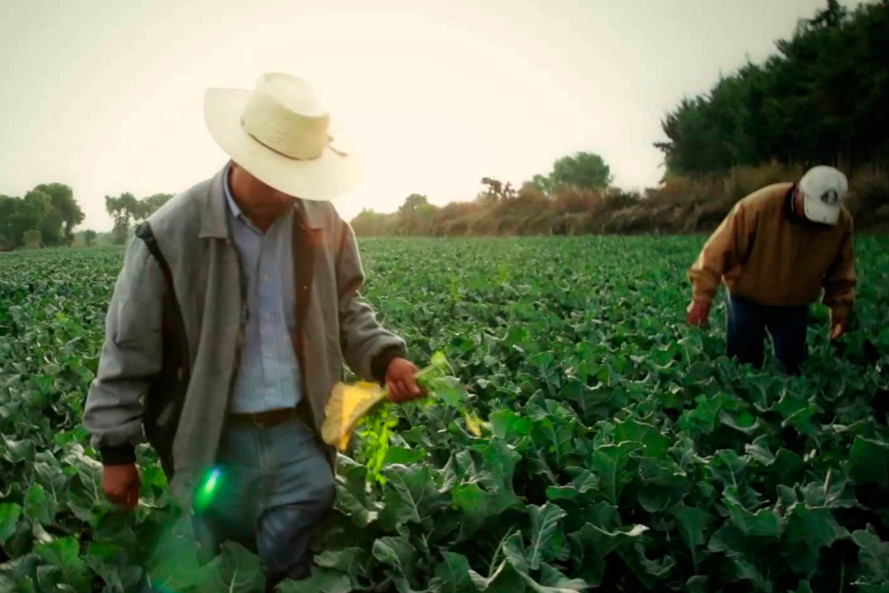 ¿Cuáles serán las próximas acciones de los productores?