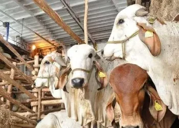 Tabasco se proyecta al mercado internacional en ganadería; Gobierno del Pueblo invierte 41.7 mdp en modernización del Stand Ganadero