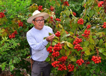 Jornaleros tabasqueños extranjero: 80 vacantes
