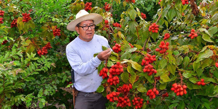 Jornaleros tabasqueños extranjero: 80 vacantes