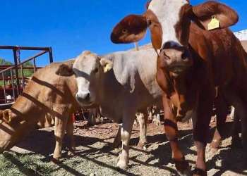 Jalpa de Méndez libre de tuberculosis bovina logra hito