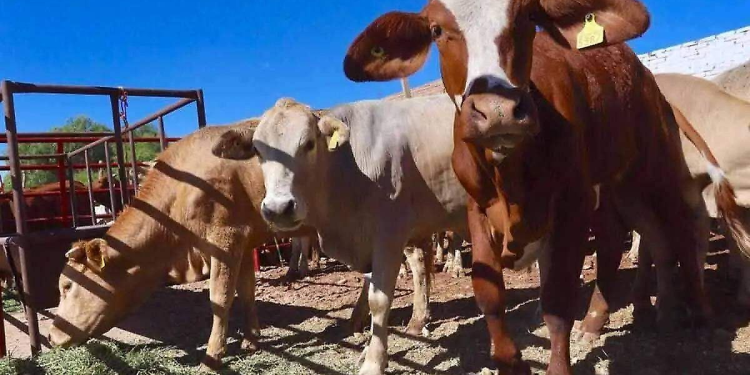 Jalpa de Méndez libre de tuberculosis bovina logra hito