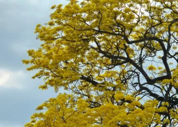 Guayacanes florecen Villahermosa: Espectáculo primaveral