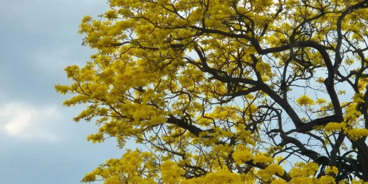 Guayacanes florecen Villahermosa: Espectáculo primaveral