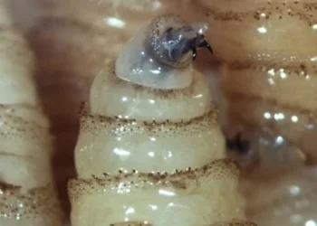 Screwworm Myiasis Tabasco Mexico: Alerta Sanitaria