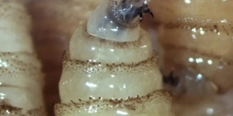 Screwworm Myiasis Tabasco Mexico: Alerta Sanitaria