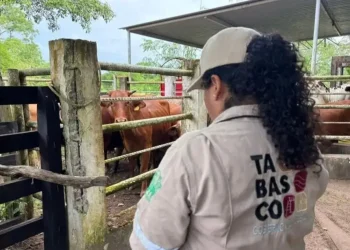 Barrido Sanitario Ganadero Tabasco Chiapas
