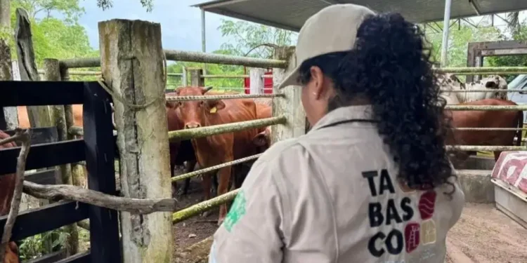 Barrido Sanitario Ganadero Tabasco Chiapas