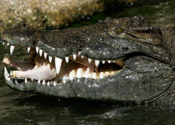 Cocodrilo ataca turista Cozumel: Emergencia en playa