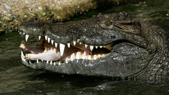 Cocodrilo ataca turista Cozumel: Emergencia en playa