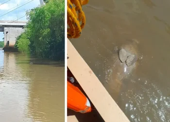 Manatí muerto río Grijalva: Tercero en ocho meses