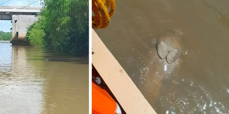Manatí muerto río Grijalva: Tercero en ocho meses