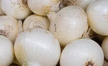 Profeco destaca que Villahermosa tiene el precio de cebolla más bajo del sureste