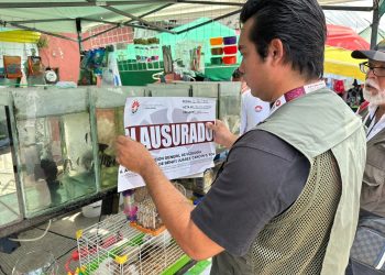Rescatan cocodrilo en Cancún: Operativo en tianguis