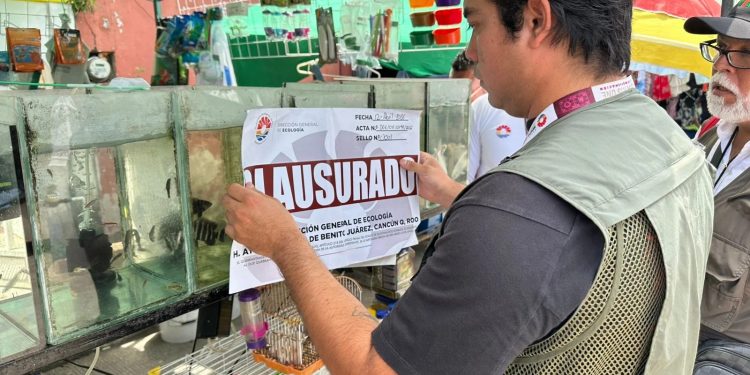 Rescatan cocodrilo en Cancún: Operativo en tianguis