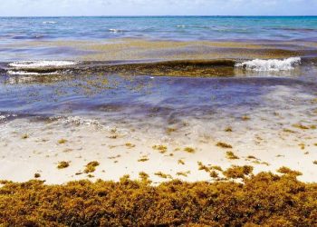 IPN instala sensores de sargazo en Quintana Roo para detectar gases