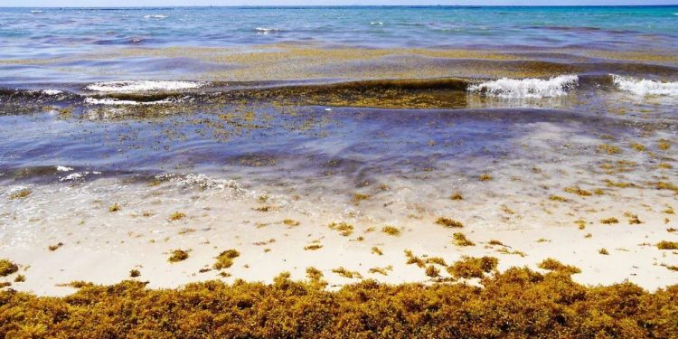 IPN instala sensores de sargazo en Quintana Roo para detectar gases