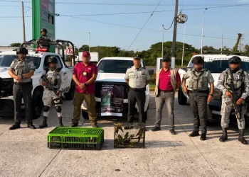 Profepa Pantanos de Centla: Rescate de Fauna Silvestre