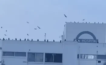 Zopilotes en Hospital Rovirosa: No Riesgo Sanitario