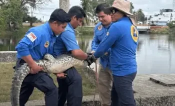 Reptiles refugio calor: Alerta en Centro Tabasco