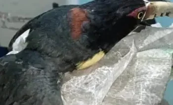 Vinculación a proceso por tráfico de aves en Huimanguillo