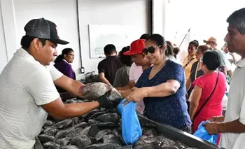 Filete de mojarra: Tabasco a CDMX semanal